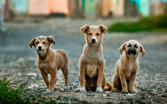 Leash Training Tips: How to Walk Your Dog Without Pulling