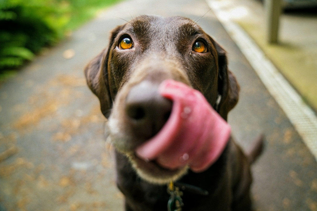 Dog Dental Care: How to Keep Your Dog’s Teeth Clean