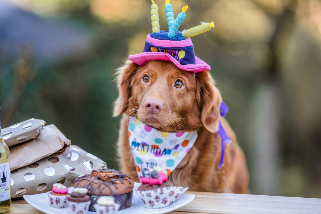 How to Throw a Dog Birthday Party: Fun Ideas and Tips