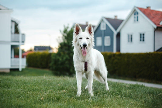 Best Family Dog Breeds: Which Dog Fits Into Your Household?