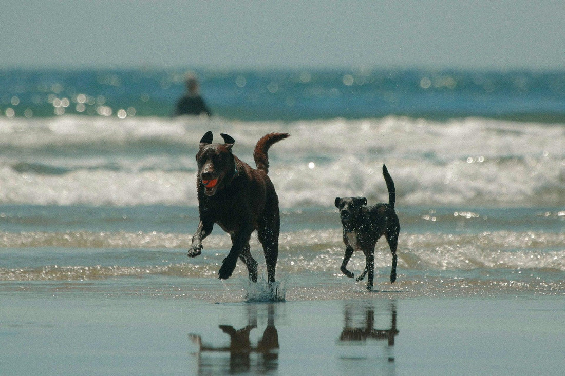 The Best Dog-Friendly Beaches in the US