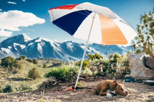 Camping with Your Dog: Essential Tips for a Safe Outdoor Adventure